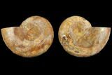 Cut & Polished, Agatized Ammonite Fossil (Pair)- Jurassic #110769-1